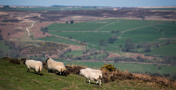 istock Three sheep with the highland Yorkshire Moors behind 688830704