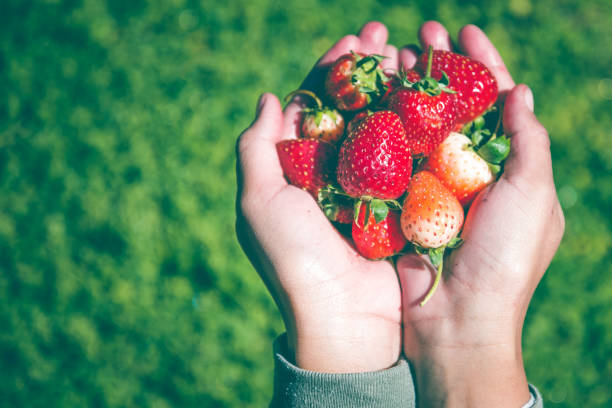 istock Fresh strawberries closeup. Strawberry berries on hand. 688831122