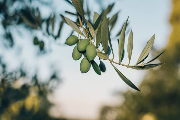 istock Closeup of fresh olives hanging on a tree, blurred background. 688831890