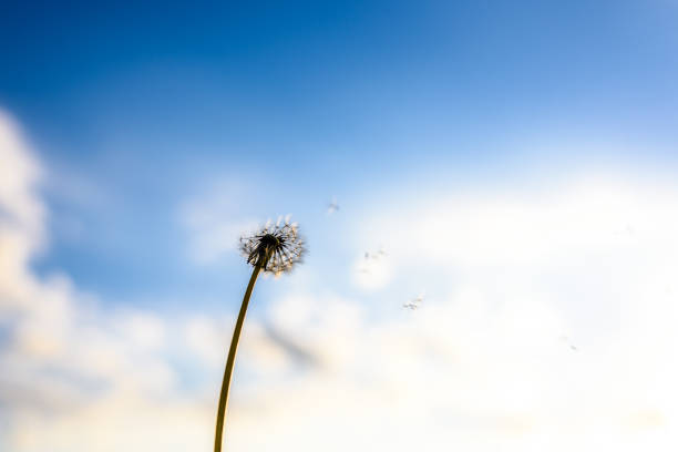 Closeup of a dandelion against blurred blue sky background.