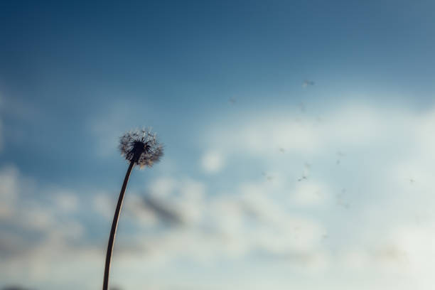 istock Closeup of a dandelion against blurred blue sky background. 688831918