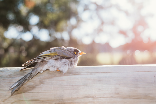 An Australian native bird noisy miner staying on the trunk, blurred nature background.
