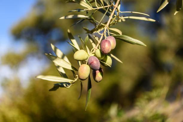 istock Closeup of fresh olives hanging on a tree, blurred background. 688831938