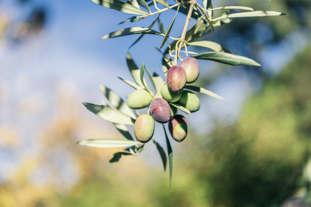 istock Closeup of fresh olives hanging on a tree, blurred background. 688831942