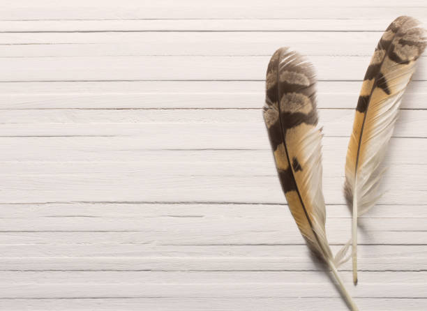 istock Feathers of a bird on a wooden background 688834876