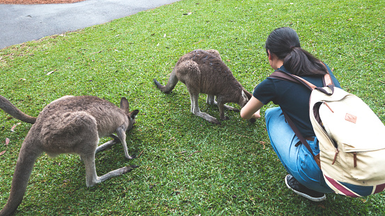 There are two wallabies feeding. A Japanese girl is touching a wallaby's head.