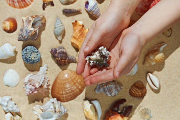 istock Kid making collection of seashells, close up hand 688838260