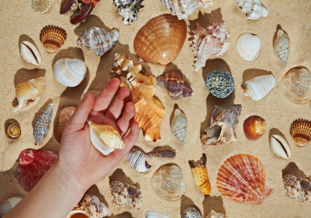 istock Kid making collection of seashells, close up hand 688838488