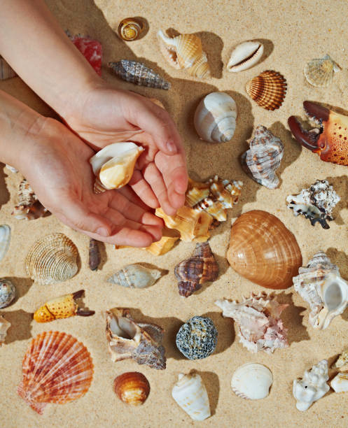 istock Kid making collection of seashells, close up hand 688838490