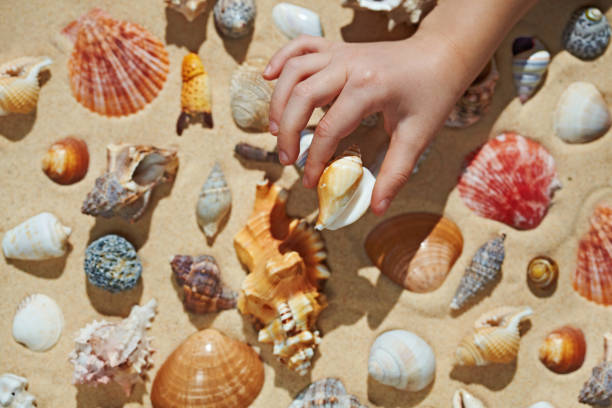istock Kid making collection of seashells, close up hand 688840656
