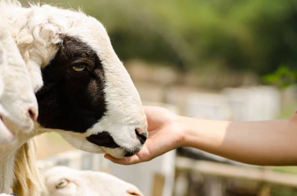 istock Feeding sheep in the farm 688841774