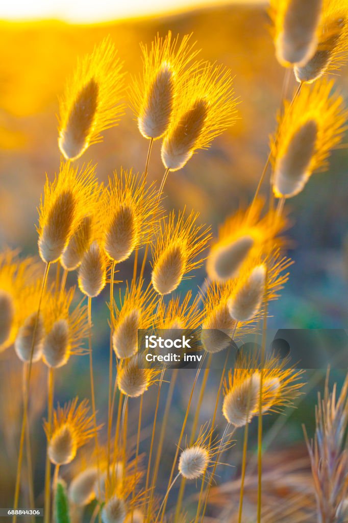 Lagurus ovatus - Lizenzfrei Makrofotografie Stock-Foto