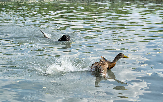 Hunting dog chasing a german duck swimming in water