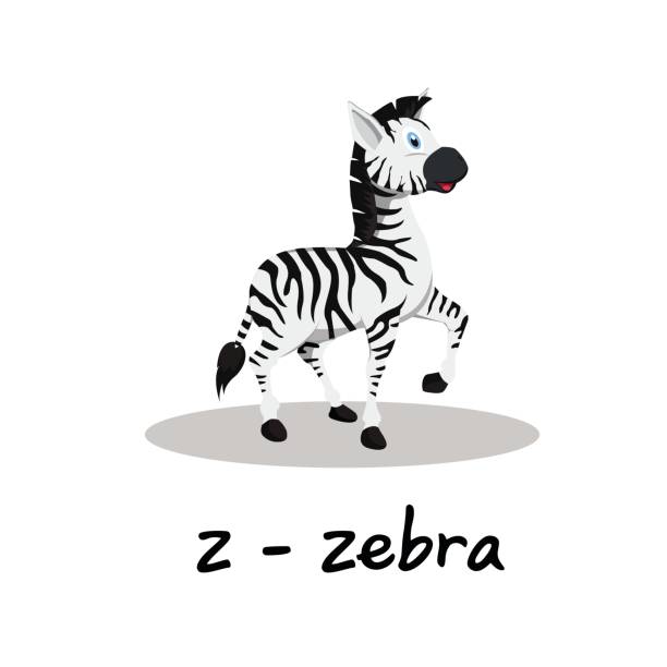 ilustrações, clipart, desenhos animados e ícones de alfabeto animal isolado para as crianças, z de zebra - baby goods flash