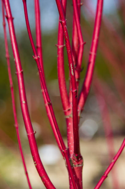 istock Red twig dogwood in winter 688858348