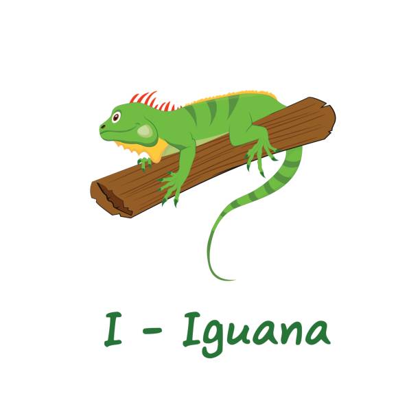 ilustrações, clipart, desenhos animados e ícones de isolado alfabeto animal para as crianças, eu para iguana - baby goods flash