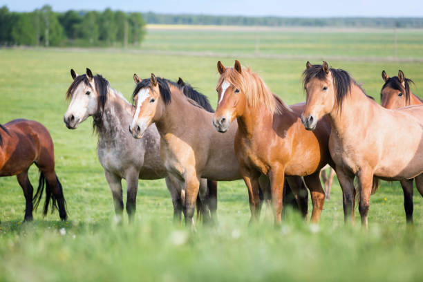 istock Group of horses on the pasture. 688862396