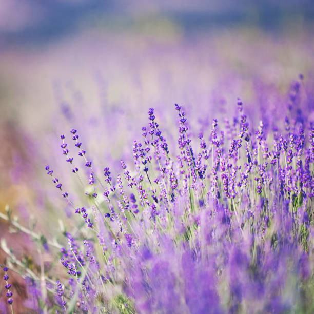 istock Lavender lilac flowers - floral background 688865094