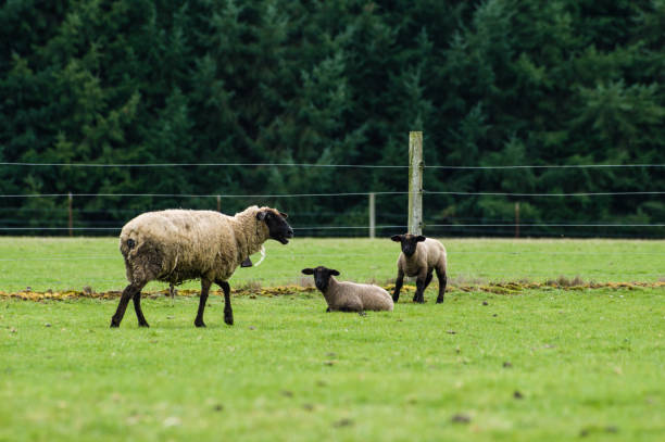 istock Sheep grazing in a green pasture 688865114
