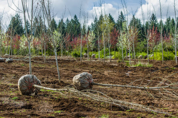 istock Trees dug and baled at a nursery 688865362