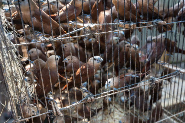 Colorful cages for sale at the bird market in Yogyakarta, Java, Indonesia. Colorful cages for sale at the bird market in Yogyakarta, Java, Indonesia. iiwi bird stock pictures, royalty-free photos & images