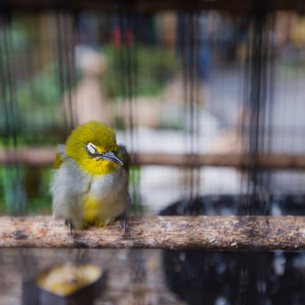 Colorful cages for sale at the bird market in Yogyakarta, Java, Indonesia. Colorful cages for sale at the bird market in Yogyakarta, Java, Indonesia. iiwi bird stock pictures, royalty-free photos & images