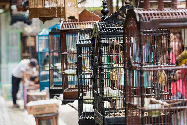 Colorful cages for sale at the bird market in Yogyakarta, Java, Indonesia. Colorful cages for sale at the bird market in Yogyakarta, Java, Indonesia. iiwi bird stock pictures, royalty-free photos & images