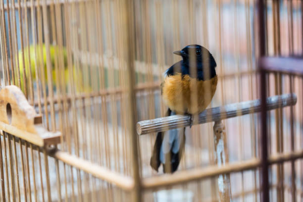 Colorful cages for sale at the bird market in Yogyakarta, Java, Indonesia. Colorful cages for sale at the bird market in Yogyakarta, Java, Indonesia. iiwi bird stock pictures, royalty-free photos & images