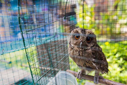 Owls are sitting in cage. Travel photo in local bird market in Indonesia.
