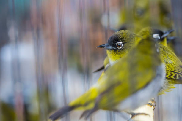 Male Eurasian siskin (Spinus spinus) perching in a thorn bush.