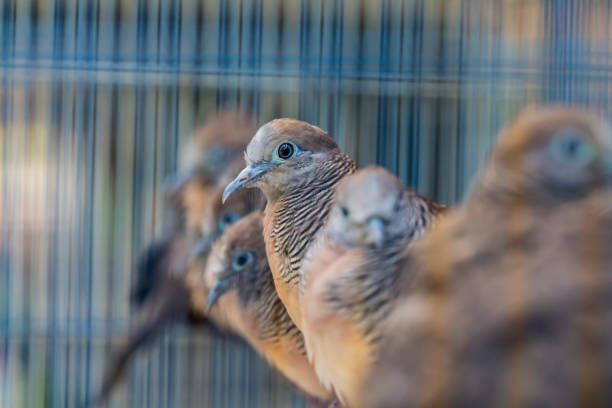 Two birds inside a wooden cage, one standing with its wings spread while the other is on the floor. Sunlight filters through the cage bars, highlighting the birds' feathers.