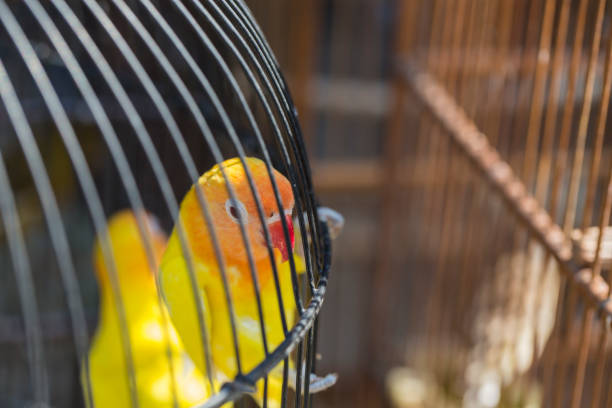 Colorful cages for sale at the bird market in Yogyakarta, Java, Indonesia. Colorful cages for sale at the bird market in Yogyakarta, Java, Indonesia. iiwi bird stock pictures, royalty-free photos & images