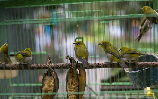 Birds at the Pasar Ngasem Market in Yogyakarta, Central Java, Indonesia.