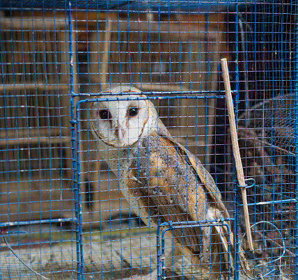 An owl is in the cage.