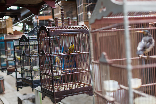 Birds and parrots at the Pasar Ngasem Market in Yogyakarta, Central Java, Indonesia.