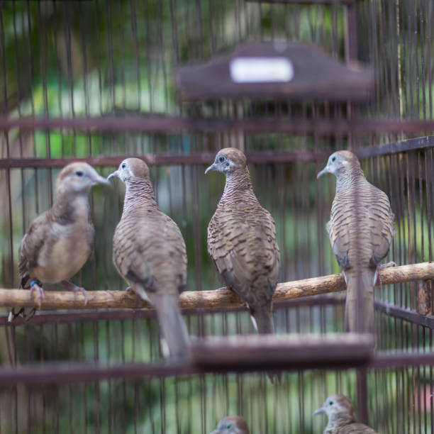 Birds at the Pasar Ngasem Market in Yogyakarta, Central Java, Indonesia.