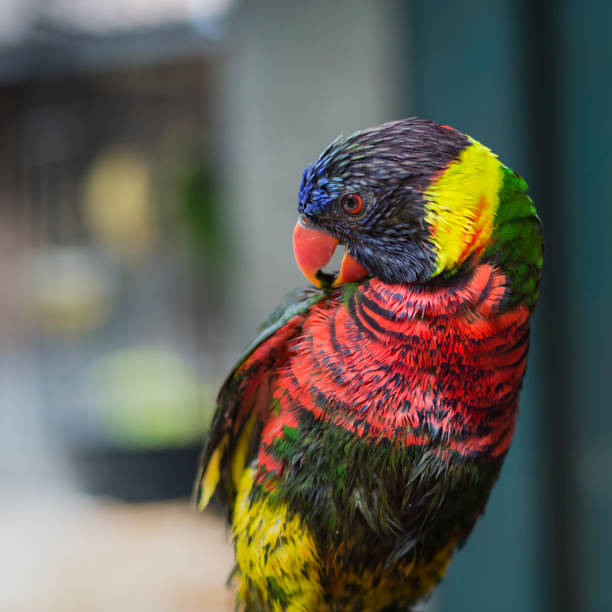 istock Parrots at the Pasar Ngasem Market in Yogyakarta, Central Java, Indonesia. 688868492
