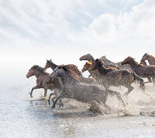 istock Herd of Wild Horses Running in Water 688868664