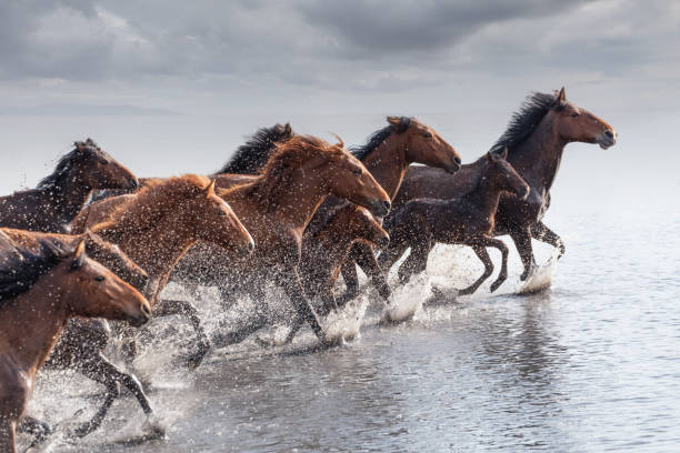 istock Herd of Wild Horses Running in Water 688868666