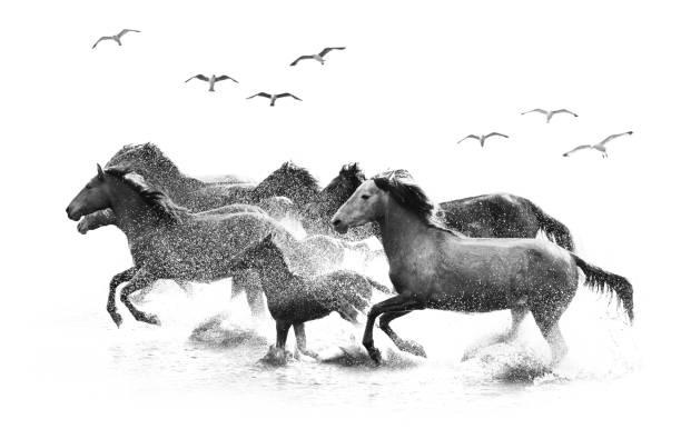istock Herd of Wild Horses Running in Water 688868668