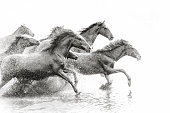 istock Herd of Wild Horses Running in Water 688868676