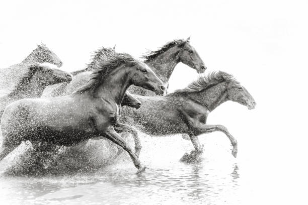herd of wild horses running in water - photography running horizontal horse imagens e fotografias de stock