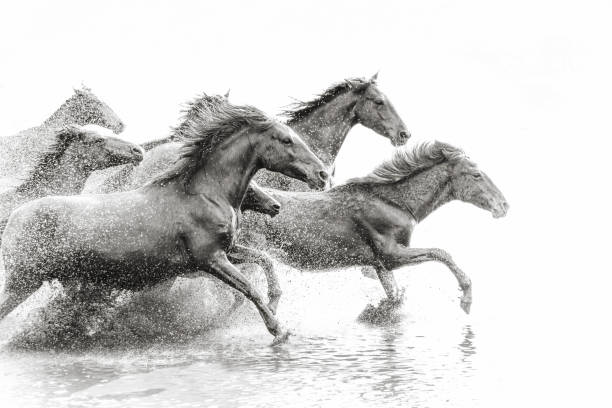 стадо диких лошадей, бегущих в воде - photography running horizontal horse стоковые фото и изображения