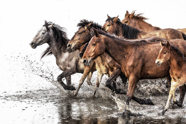 istock Herd of Wild Horses Running in Water 688868678