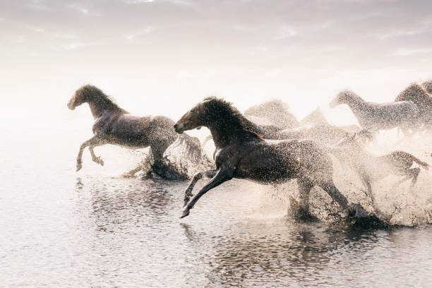 Herd of Wild Horses Running in Water Wild horses of Central Anatolia, Turkey mustang wild horse photos stock pictures, royalty-free photos & images