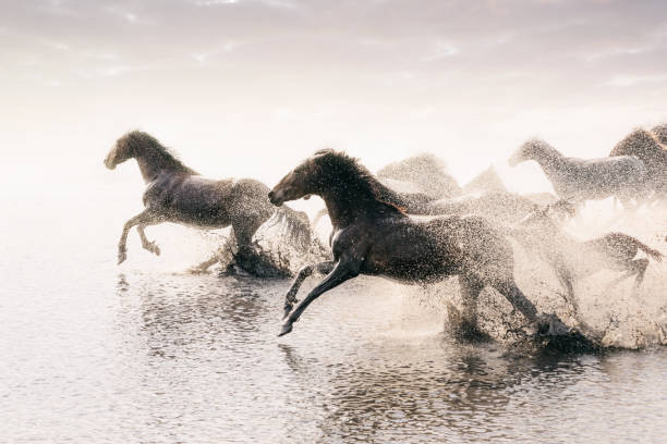 Pin by Christy Wiggins on Horses Horses, Horse photos, Andalusian horse