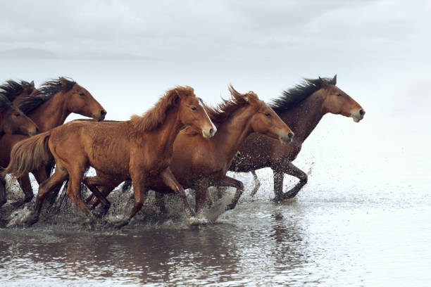 istock Herd of Wild Horses Running in Water 688868692
