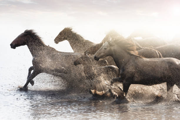 istock Herd of Wild Horses Running in Water 688868694