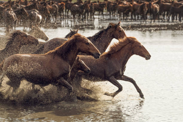 istock Herd of Wild Horses Running in Water 688868712