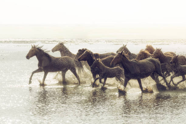istock Herd of Wild Horses Running in Water 688868714
